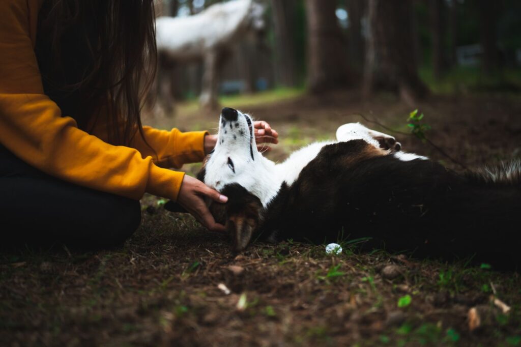 paseo de mascotas