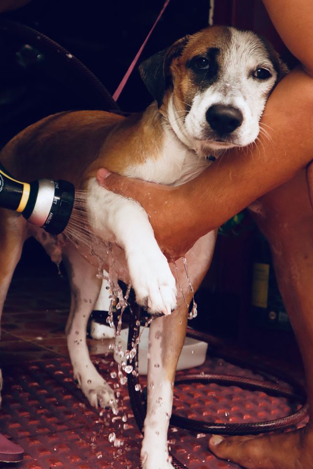 Baño de mascotas para tu regalon