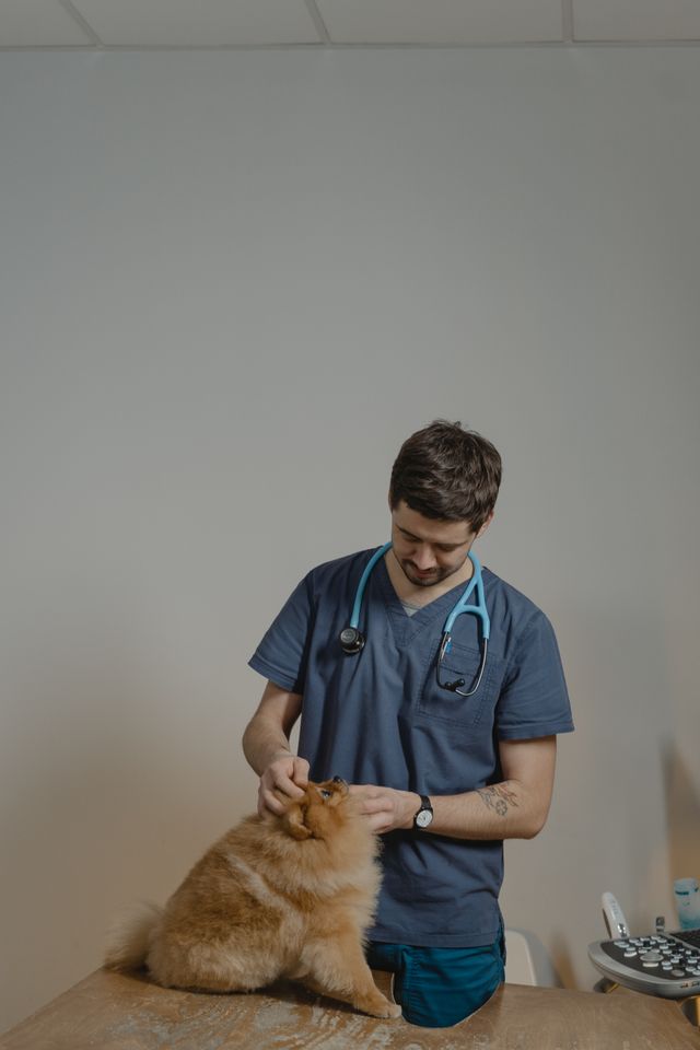 Televeterinaria para tu regalon no sufra